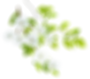 Render y Animación layer 1